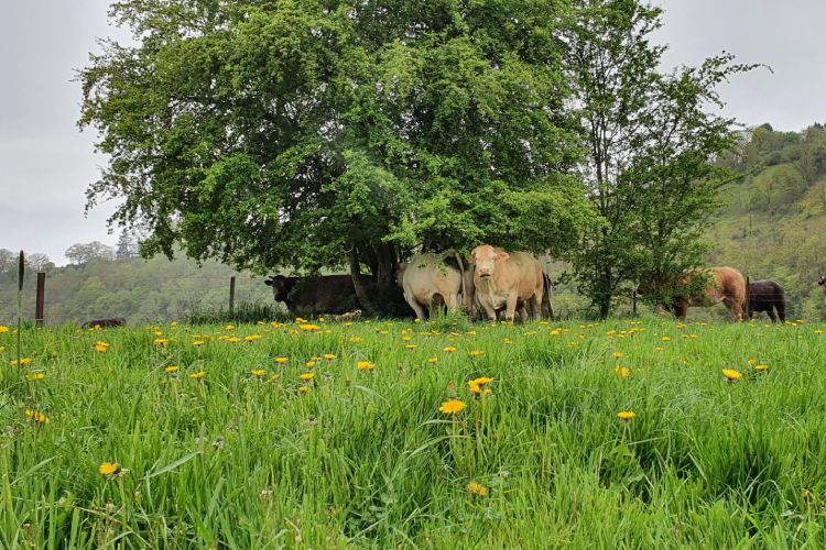 Koeien in het gras bij Bohon
