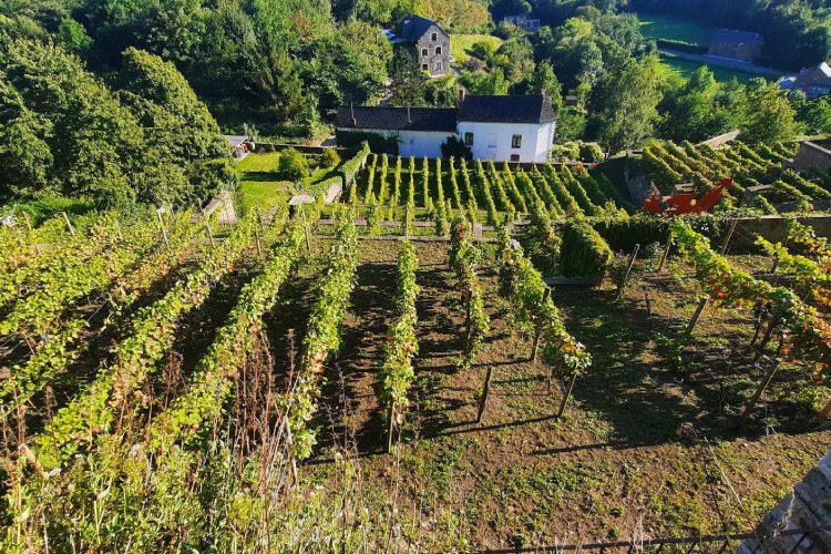 Ontdek de mooie wijngaarden van Thuin