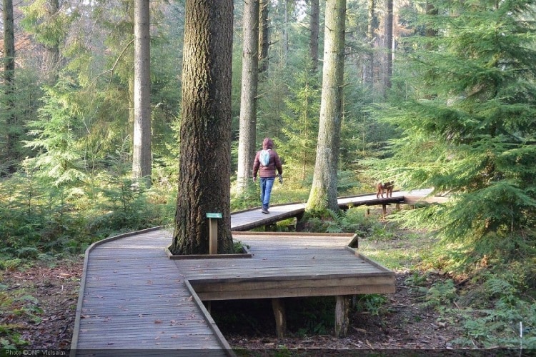 4 Mooie wandelingen in Vielsalm, ontdek So Bêchefa