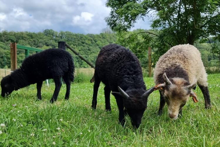 Je eigen kinderboerderij in de Ardennen