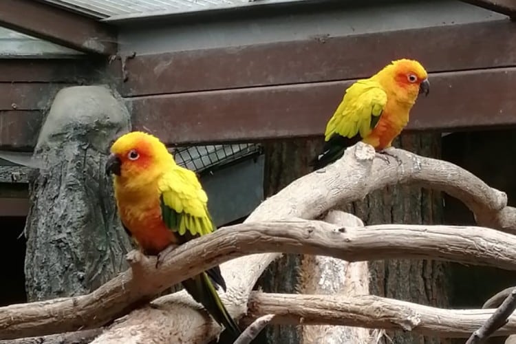 Parc Merveilleux: Pretpark en dierentuin