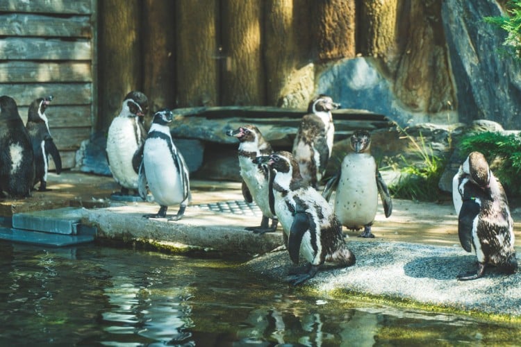 Parc Merveilleux: Pretpark en dierentuin