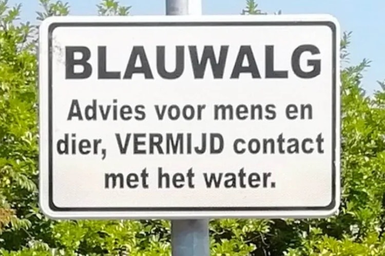 Blauwalg in de Ardennen