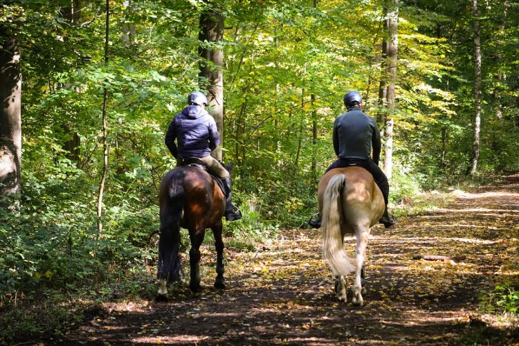 Paardrijvakantie in de Ardennen