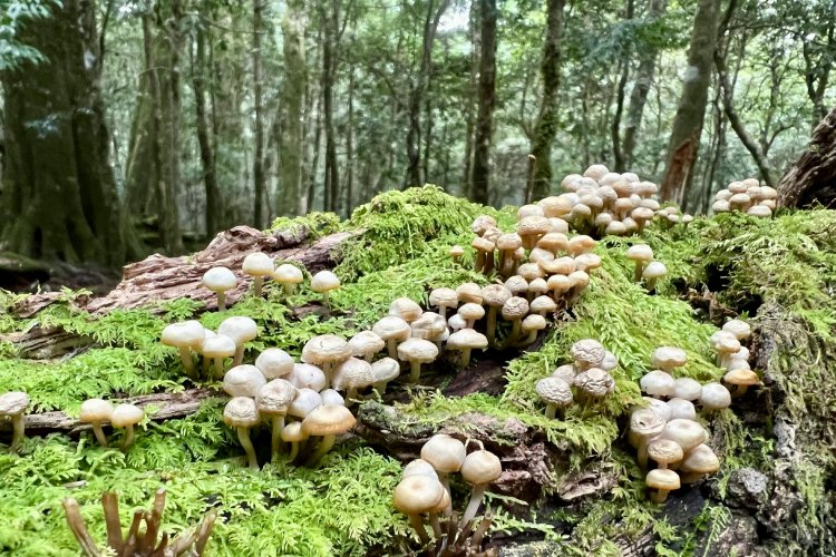 Paddenstoelen plukken in de Ardennen