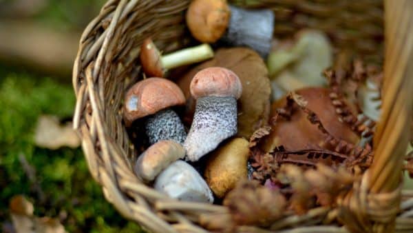 Paddenstoelen plukken in de Ardennen