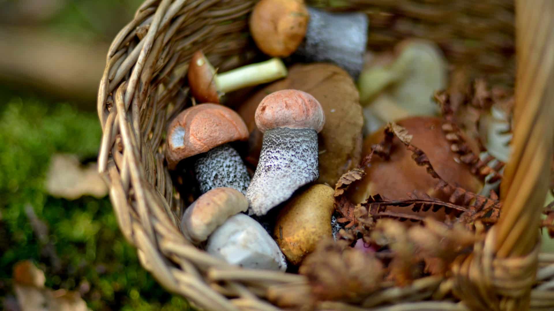 Paddenstoelen plukken in de Ardennen
