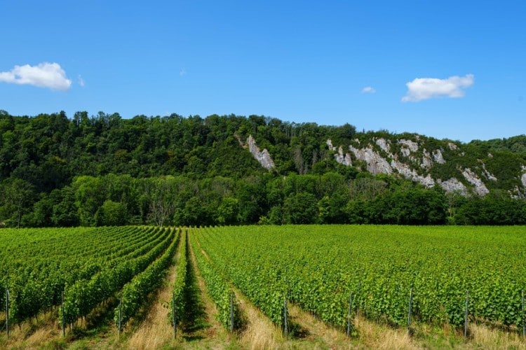 Dé Wijngaarden van de Ardennen