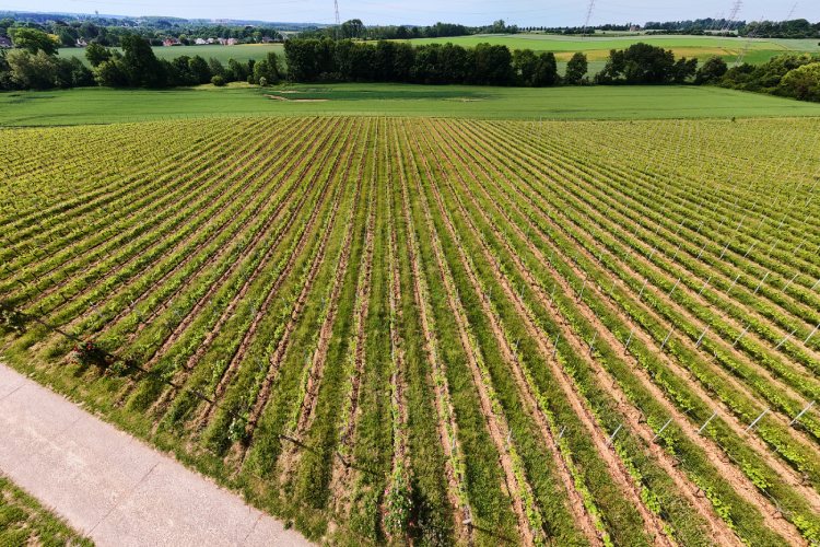 Dé Wijngaarden van de Ardennen