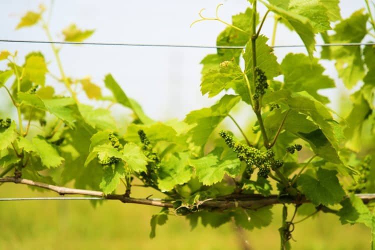 Dé Wijngaarden van de Ardennen