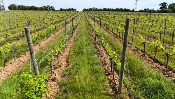Dé Wijngaarden van de Ardennen