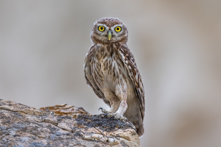 Dierentuin Parc Argonne Découverte