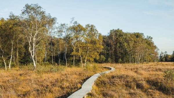 Gevolgen van de brand in de Hoge Venen: wat is de huidige situatie?