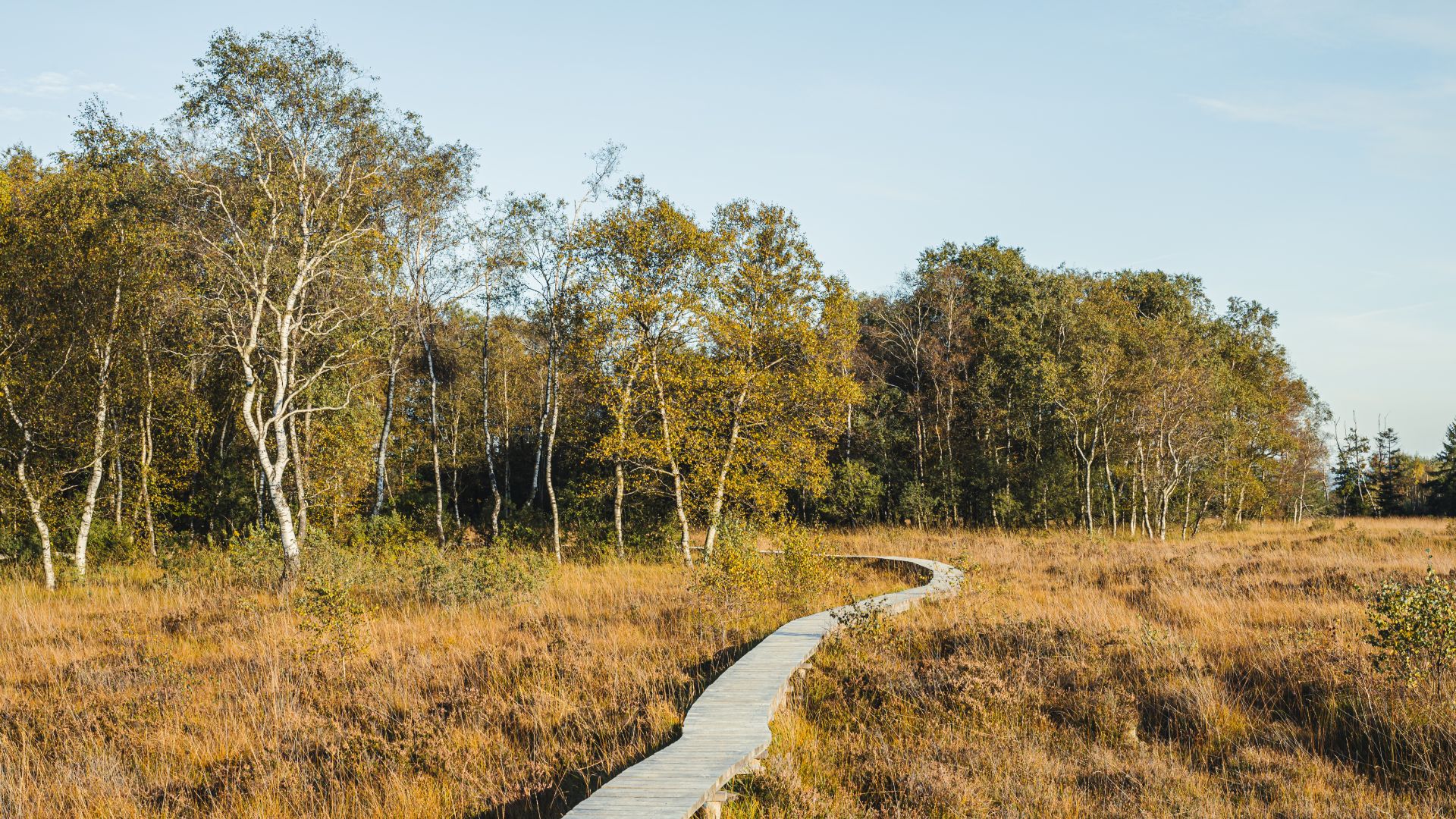 Gevolgen van de brand in de Hoge Venen: wat is de huidige situatie?